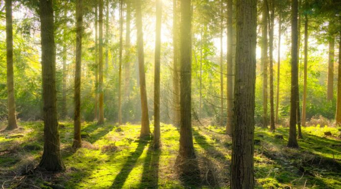 rosnijwsile.pl 100 celów🎯| #Cel 38 Las - dobre powody aby wybrać się do lasu