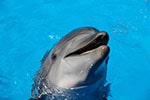 Chronotypy Delfin