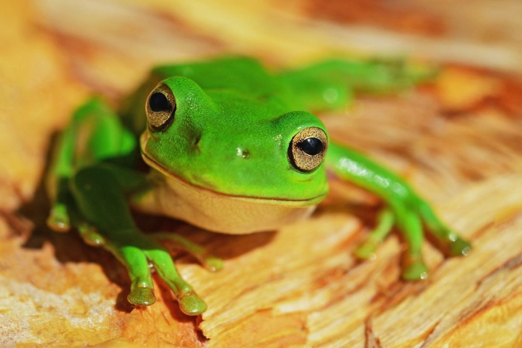 rosnijwsile.pl Jak jeść żabę? 21 sposobów osiągnięcia maksymalnej produktywności i sukcesu