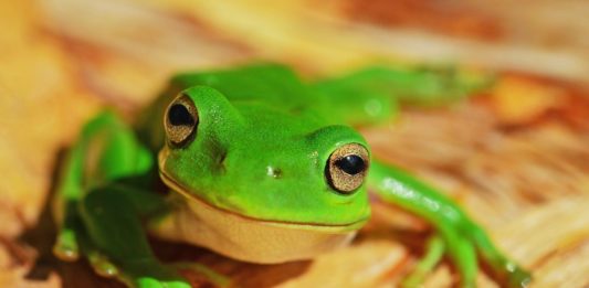 rosnijwsile.pl Jak jeść żabę? 21 sposobów osiągnięcia maksymalnej produktywności i sukcesu