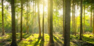 rosnijwsile.pl 100 celów🎯| #Cel 38 Las - dobre powody aby wybrać się do lasu